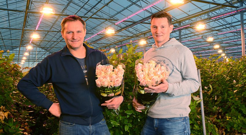 Meerproductie door hoger lichtniveau, gemiste warmte goed te compenseren
