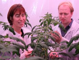 Eerste proef met dynamisch lichtrecept in tomaat geeft 8% meerproductie