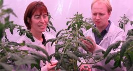 Eerste proef met dynamisch lichtrecept in tomaat geeft 8% meerproductie