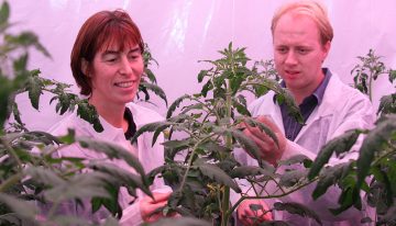 Eerste proef met dynamisch lichtrecept in tomaat geeft 8% meerproductie