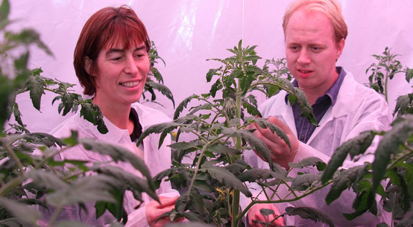 Eerste proef met dynamisch lichtrecept in tomaat geeft 8% meerproductie