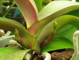 Plant reageert bij bloei op externe signalen als temperatuur en daglengte
