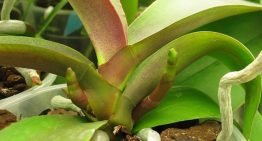 Plant reageert bij bloei op externe signalen als temperatuur en daglengte