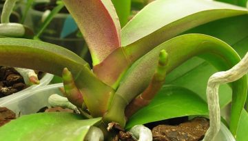Plant reageert bij bloei op externe signalen als temperatuur en daglengte