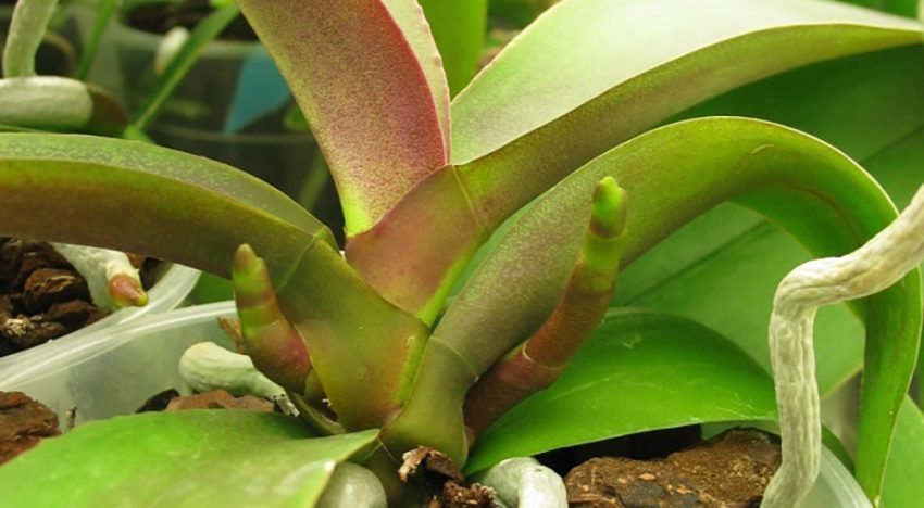 Plant reageert bij bloei op externe signalen als temperatuur en daglengte