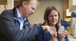 Nog geen zicht op biologische bestrijding van Rhizoctonia in radijs