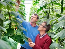 Prima opbrengst winterlichtgewas komkommer in innovatieve kas
