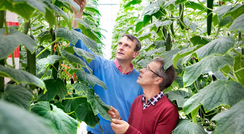 Prima opbrengst winterlichtgewas komkommer in innovatieve kas