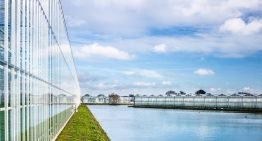 Mogelijkheid toepassing imidacloprid alleen bij 99,5% zuivering