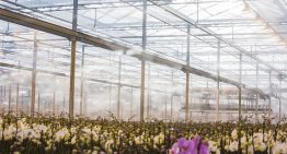 Waterkwaliteit cruciaal voor goede werking hogedruk nevelsysteem