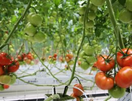 TuinbouwAlert publiceert hygiëneprotocol voor bestrijding Tomatenchlorosisvirus