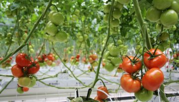 TuinbouwAlert publiceert hygiëneprotocol voor bestrijding Tomatenchlorosisvirus