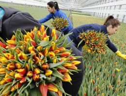 Tulpenproductie in Nederland naar recordhoogte