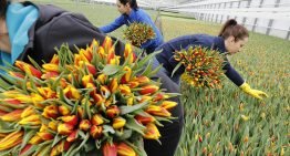 Tulpenproductie in Nederland naar recordhoogte