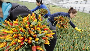 Tulpenproductie in Nederland naar recordhoogte