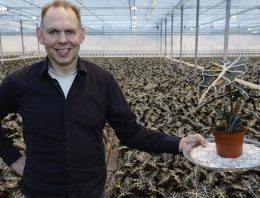 ‘Alocasia is een groenblijvende aandachtstrekker’