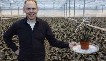 ‘Alocasia is een groenblijvende aandachtstrekker’