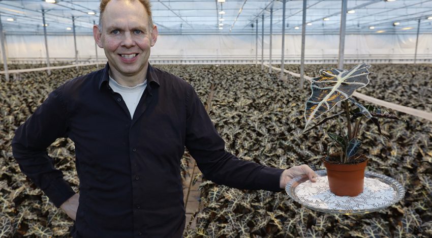 ‘Alocasia is een groenblijvende aandachtstrekker’ ‘Alocasia is een groenblijvende aandachtstrekker’