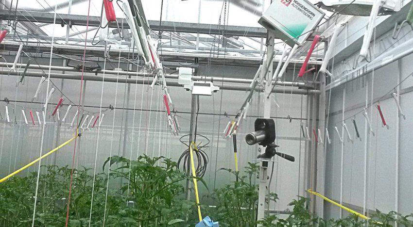 Intensief schermen bevordert de verdamping vanuit de kop