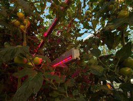 'Telen is balanceren tussen de hoeveelheid licht en de planttemperatuur'