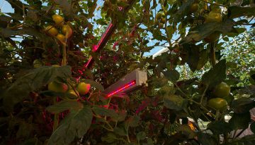 'Telen is balanceren tussen de hoeveelheid licht en de planttemperatuur'