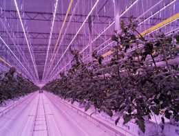 Franse telers oogsten eerste tomaten onder volledige LED-topbelichting