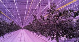 Franse telers oogsten eerste tomaten onder volledige LED-topbelichting