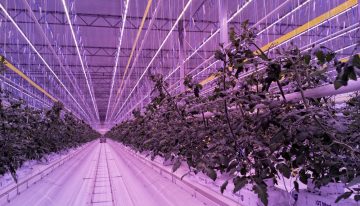 Franse telers oogsten eerste tomaten onder volledige LED-topbelichting