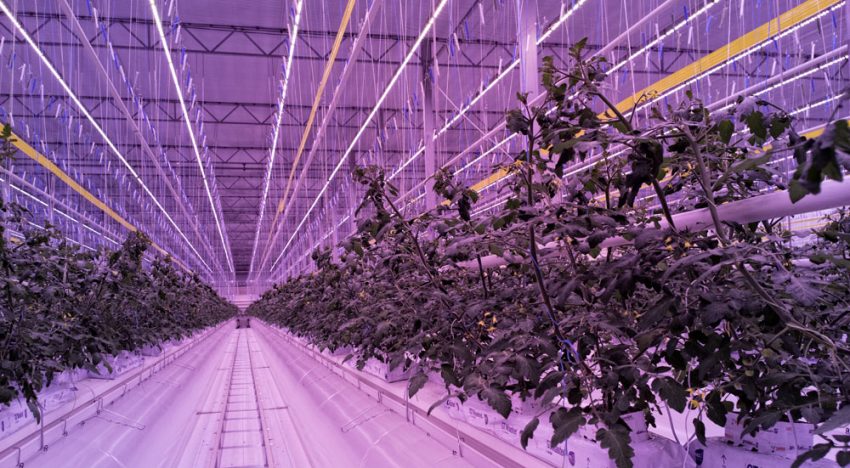 Franse telers oogsten eerste tomaten onder volledige LED-topbelichting
