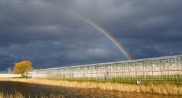 Gebiedsgerichte aanpak verbetert waterkwaliteit Westland-Oostland