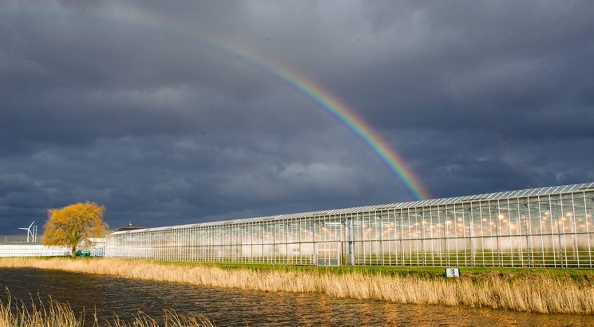 Gebiedsgerichte aanpak verbetert waterkwaliteit Westland-Oostland