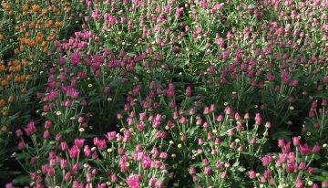 Energiezuinig chrysanten telen onder hybride belichting