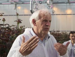 ‘Winterkwaliteit roos onder LED’s een flinke uitdaging’