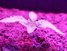 Village Farms gaat joint venture aan voor grootschalige wietteelt
