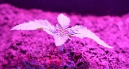 Lemnis Oreon en Amerikaanse installateur verkopen samen LED's in VS