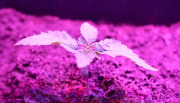 Village Farms gaat joint venture aan voor grootschalige wietteelt