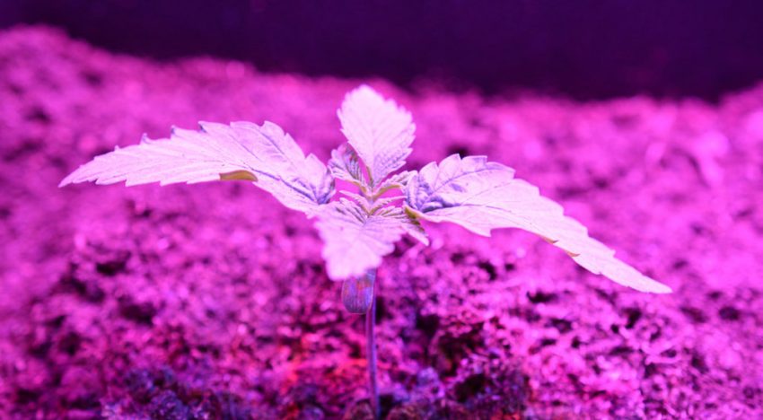 Village Farms gaat joint venture aan voor grootschalige wietteelt Village Farms gaat joint venture aan voor grootschalige wietteelt