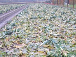 Bio2Bio onderzoekt benutting van reststromen uit tuinbouw