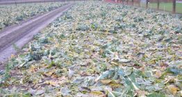 Bio2Bio onderzoekt benutting van reststromen uit tuinbouw