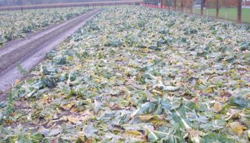 Bio2Bio onderzoekt benutting van reststromen uit tuinbouw