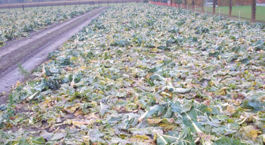 Bio2Bio onderzoekt benutting van reststromen uit tuinbouw Bio2Bio onderzoekt benutting van reststromen uit tuinbouw