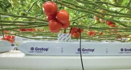 Groeimedia van Grodan voldoen aan hogere eisen EU Ecolabel