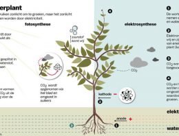 Planten telen met stekker in plaats van zonlicht