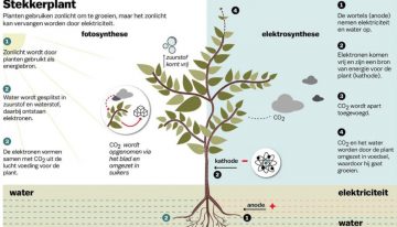 Planten telen met stekker in plaats van zonlicht