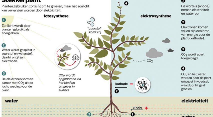 Planten telen met stekker in plaats van zonlicht Planten telen met stekker in plaats van zonlicht