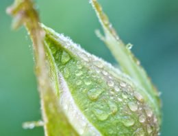 Hulpstoffen verbeteren werking Serenade en Plenum
