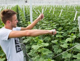 Voorkomen van broeikoppen blijft een belangrijk item