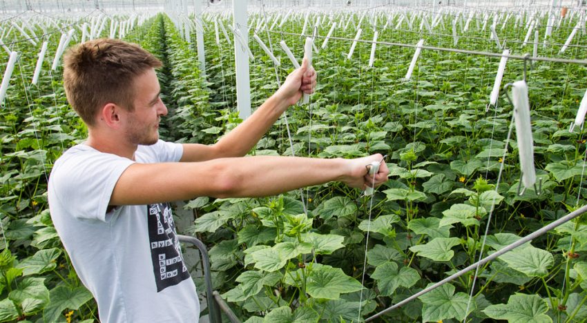 Voorkomen van broeikoppen blijft een belangrijk item