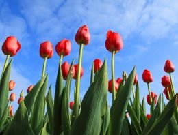 Nieuwe milieubelastingskaart tulp beschikbaar voor alle telers