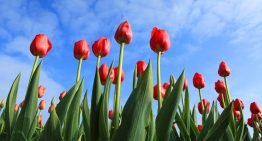 Nieuwe milieubelastingskaart tulp beschikbaar voor alle telers